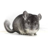 CHINCHILLA image