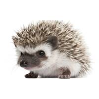 HEDGEHOG image