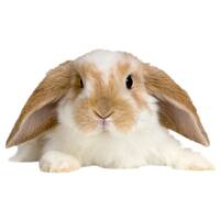 BUNNY image