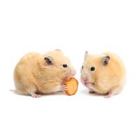 HAMSTER image