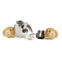 RODENTS image