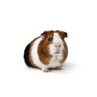 GUINEA PIG image