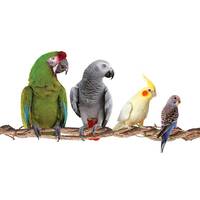 PARROTS image