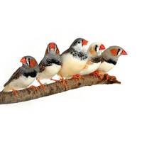 ZEBRA FINCHES image