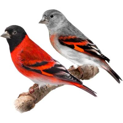 Red Siskin (Σπίνος Βενεζουέλας) Ζευγάρι