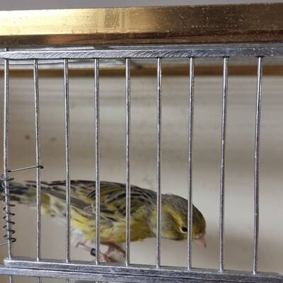 ΚΑΝΑΡΙΝΙ Agate Κίτρινο Θηλυκό