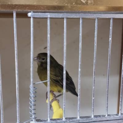 ΚΑΝΑΡΙΝΙ Μαυροκίτρινο Αρσενικό