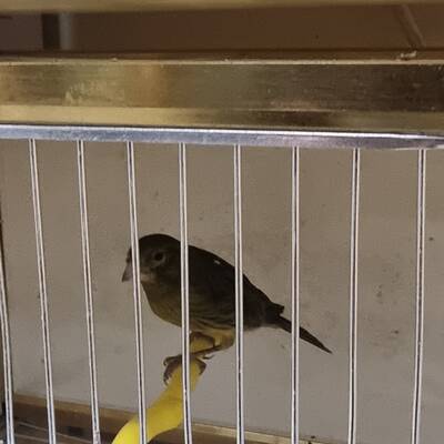 ΚΑΝΑΡΙΝΙ Μαυροκίτρινο Θηλυκό