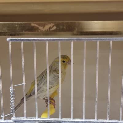 ΚΑΝΑΡΙΝΙ Satinette Αρσενικό