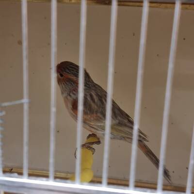 ΚΑΝΑΡΙΝΙ Opal Κόκκινο Mosaic Αρσενικό