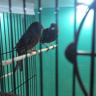 ΚΑΝΑΡΙΝΙ Cobalt Κόκκινο Αρσενικό