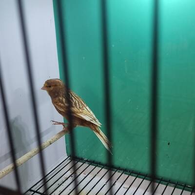 ΚΑΝΑΡΙΝΙ Phaeo Λευκό-Κίτρινο Αρσενικό