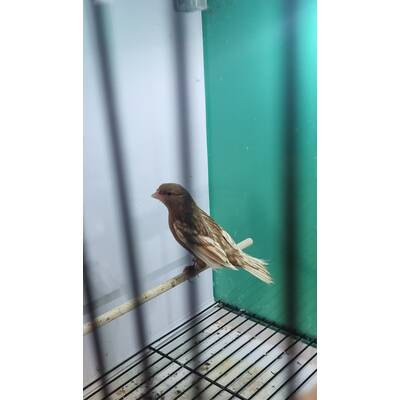 ΚΑΝΑΡΙΝΙ Phaeo Λευκό Θηλυκό