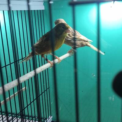 ΚΑΝΑΡΙΝΙ Phaeo Κίτρινο Θηλυκό