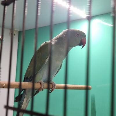 Δίχρωμο Ringneck Parakeet