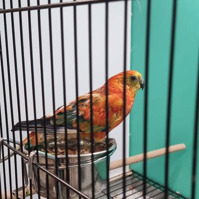 Red Rumped Orange (Psephotus haematonotus)