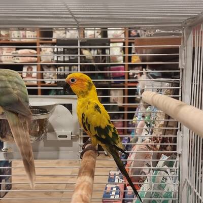 Conure Jenday (Aratinga jandaya)