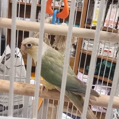 Conure Green-cheeked (Pyrrhura molinae)