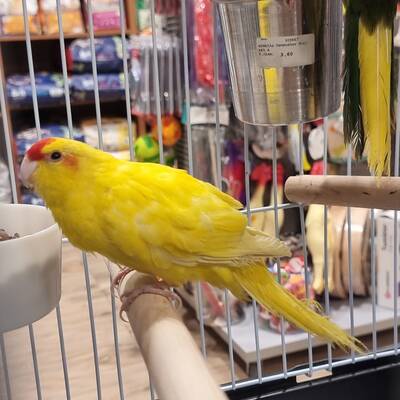 Ζευγάρι Κακαρίκι Κίτρινο-Πρασινοκίτρινο (Cyanoramphus auriceps)