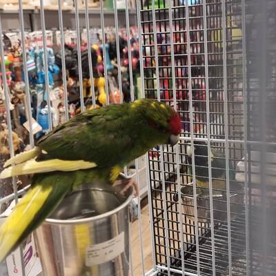 Ζευγάρι Κακαρίκι Κίτρινο-Πρασινοκίτρινο (Cyanoramphus auriceps)