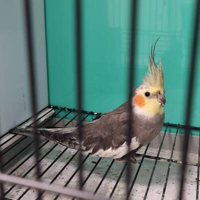 Cockatiel Γκρί (Nymphicus hollandicus)