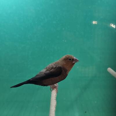 Αφρικανικό Silverbill (Euodice cantans)