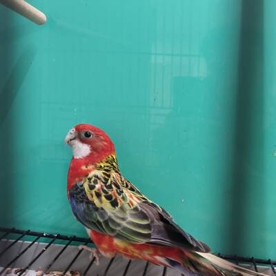 Rosella Eastern Κόκκινη (Platycerus eximius)