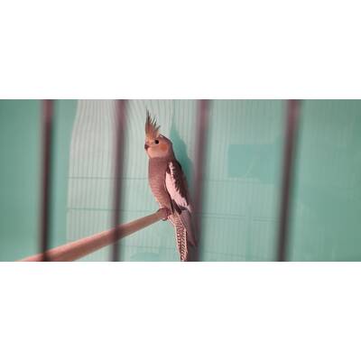 Cockatiel Γκρί (Nymphicus hollandicus)