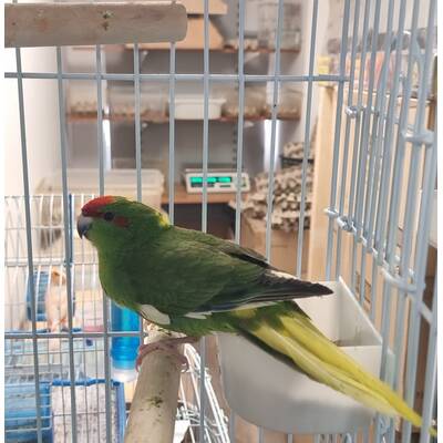 Κακαρίκι Πράσινο Αρσενικό (Cyanoramphus auriceps)