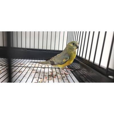 Red Rumped Opalin (Psephotus haematonotus)