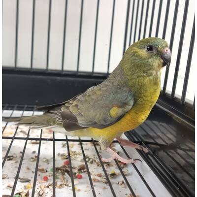 Red Rumped Opalin (Psephotus haematonotus)