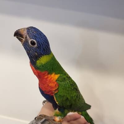 Rainbow Lorikeet Ημερο (Trichoglossus moluccanus)