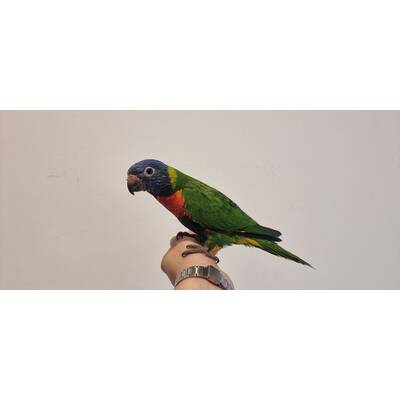 Rainbow Lorikeet (Trichoglossus moluccanus)