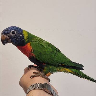 Rainbow Lorikeet (Trichoglossus moluccanus)