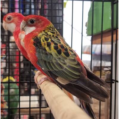 Rosella Eastern Κόκκινη (Platycerus eximius)