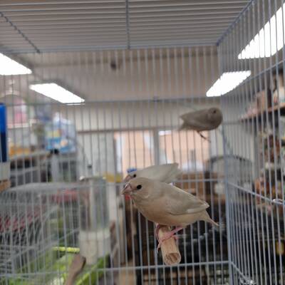 Παραδείσια Gouldian Silver (Chloebia gouldiae)
