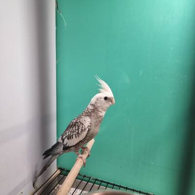 Cockatiel White Face (Nymphicus hollandic)