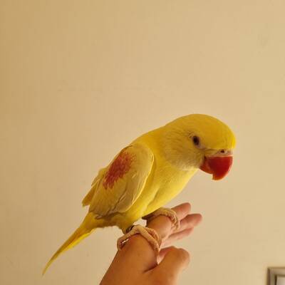 Αλεξανδρινός (Psittacula Eypatria) Λουτίνο