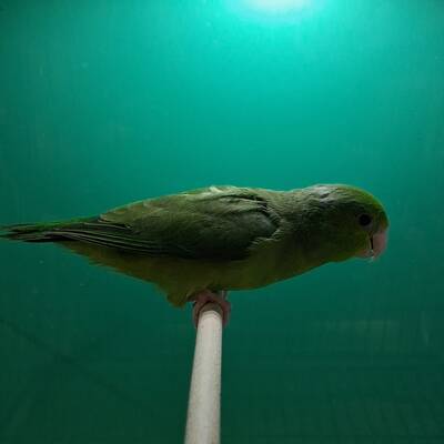 Pacific Parrotlet Green (Forpus coelestis)