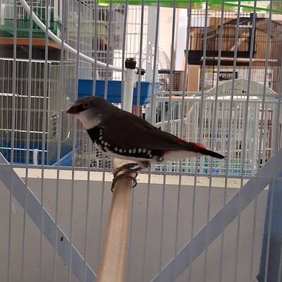 Παραδείσιο Diamond Firetail (Stagonopleura guttata)