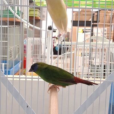 Παραδείσιο Blue Faced Parrot (Erythrura trichroa)