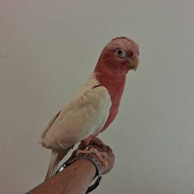 Cockatoo Galah Lutino (Eolophus Roseicapilla)