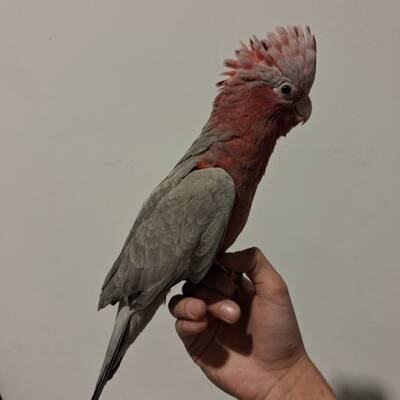 Cockatoo Galah (Eolophus Roseicapilla)