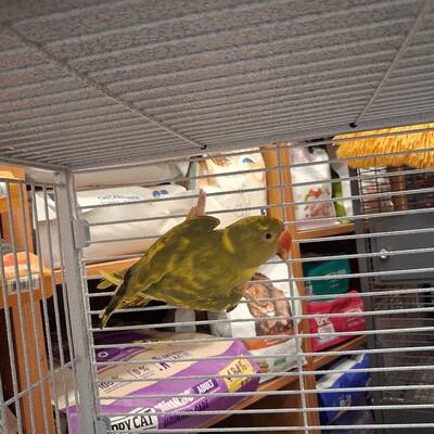 Yellow Pied Ringneck (Psittacula krameri)