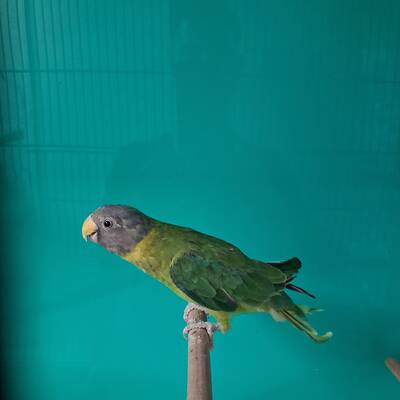 Δαμασκηνοκέφαλος Παπαγάλος (Psittacula cyanocephala)