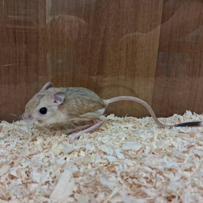 Lesser Egyptian Jerboa (Jaculus jaculus)