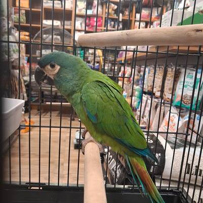 Ζευγάρι Blue Winged Macaw (Primolius maracana)