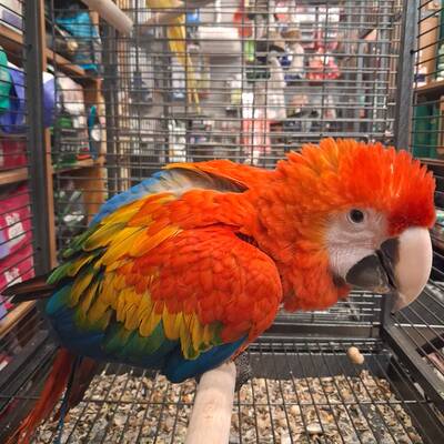 Scarlet Macaw (Ara macaw)