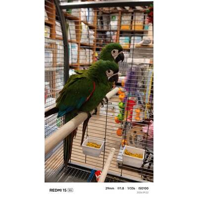 Ζευγάρι Chestnut Fronted Macaw (Ara severus)
