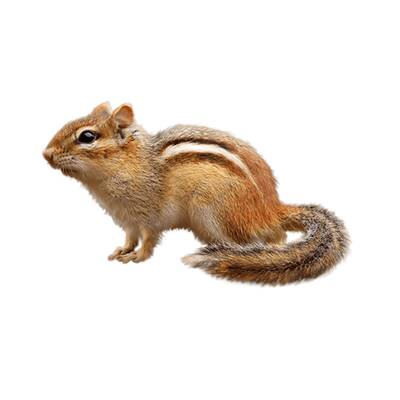 Σκιουράκι HIMALAYAN STRIPED